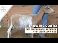 Showing goats in 4-H vs ADGA vs AGS