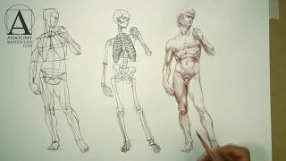Human Body Anatomy - Anatomy Lesson for Artists