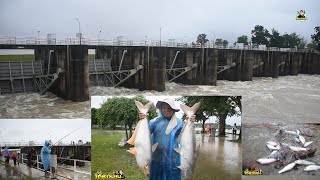 ลุ้นระทึก!!! ตกปลาบึกยักษ์!เขื่อนราษีไศล จังหวัดศรีสะเกษ-Amezing Fishing in Si Sa Ket