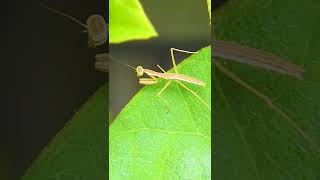 カマキリの赤ちゃんがかわいい