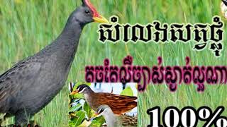 សលេងសត្វ ឃ្លុម\u0026ដដែលប្រាប់ 100%