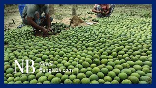 মেহেরপুরের আমের বাজারে উৎসবের আমেজ | MEHERPUR MANGO RUSH