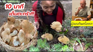 V206 เก็บเห็ดหนังไก่ ป่าอเมริกา ดอกใหญ่สุดๆ 10 นาทีเต็มตะกร้า!!/Giant Hedgehog mushroom foraged-USA