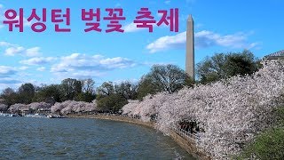 미국일상 | 워싱턴 벚꽃 축제 National Cherry Blossom Festival, 워싱턴 맛집 A Baked Joint, Pho 75