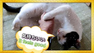 族長猫甘える、娘猫「何見てんヨ!😾」【癒し系猫動画・catVlog】ハチワレ・キジ白たち