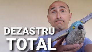 Cum am ALUNGAT graurii din livada de cireși