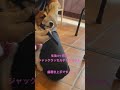 子犬の歯磨き練習