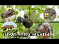 🐿Tupai bonus 🐓 ayam chicken |