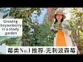 庭院No.1 酶类推荐-无刺波森莓/ How we grow Boysenberry in a shady garden