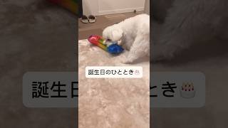 なんでもおもちゃになるロトくんです🐻‍❄️ #shorts #short #shortvideo #maltese #マルチーズ #dog #犬 #cute #かわいい #강아지 #誕生日