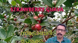 Strawberry guava| സ്ട്രോബറി പേരക്ക