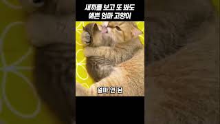 새끼를 보고 또 봐도 예쁜 엄마 고양이