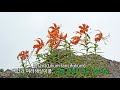 현이의 야생화 참나리 lilium lancifolium 참나리