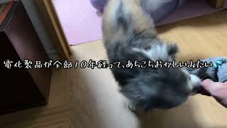 久しぶりの恋人に昨日再会♪❤🐶(会話もお楽しみください)