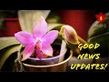 Orchid Updates that boost confidence! #2 - Special Phalaenopsis, Vandas & more!