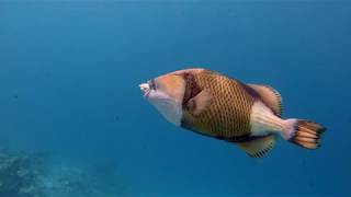 Vilamendhoo Maldives House Reef Snorkelling & Scuba Diving 2020 (GoPro Hero 8)