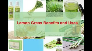 Lemon Grass Benefits and Uses | লেমন গ্রাস/লেবু ঘাস এর উপকারিতা ও পরিচর্যা