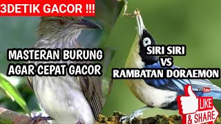 MASTERAN KICAU BURUNG SIRI SIRI VS RAMBATAN DORAEMON COCOK U NTUK TERAPI|MASTERAN BURUNG GACOR AMPUH