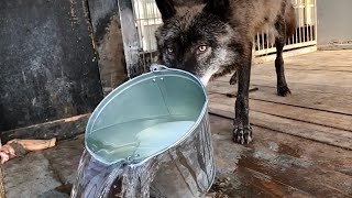 В замедленной съемке ВОЛК пьет воду. Wolf drinks water in slow motion