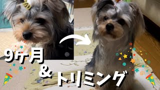 #53【子犬のヨークシャーテリア】ひなた君　９か月になったよ！＆トリミングに行ってきたよ！