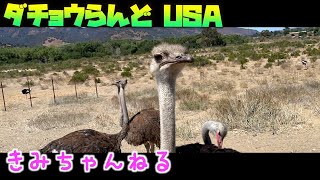 ダチョウに餌やり体験。Ostrichland USA 〜 キミちゃんの、カリフォルニア生活