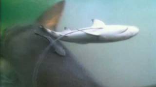 Lemon Shark Gives Birth | Shark Week