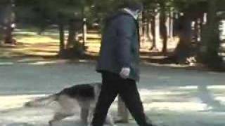 PrecisionDogs.com  Training System - Dale Stavroff and Pica