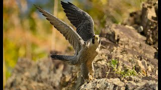 Peregrine Falcon Nov14, 2022  No 2