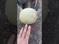 experiment will watermelons and cantaloupes explode if they roll down from a tall building shorts