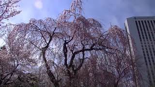 札幌中島公園サクラ鑑賞（日本庭園）