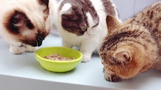 女主人给猫咪们喂零食，谁美谁先吃，布偶猫第一个到达现场！ ｜李喜猫