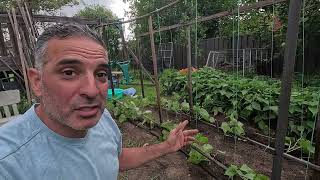 Trellising the cucumbers and planting more sweetcorn - This week in the patch