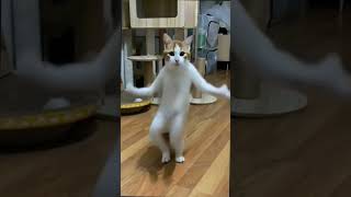 There is a kind of weird cuteness #animals #confusingbehavior #chipicat #cutecat #catdance online vi