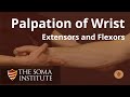 Palpation of the Extensors and Flexors of the Wrist