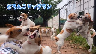 ドッグランでジャックラッセルテリアのガウガウ ワンプロの集い 8 / Energetic little Jack Russell Terriers