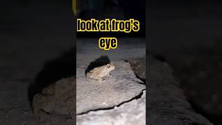 look at frog's eye #closeup  short mircocamera videography #wildlife #frog