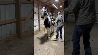 SSH gelding