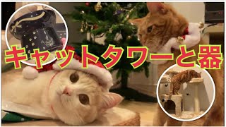 3匹の猫達に新しいキャットタワーと器をプレゼントしました【モカラテミルクのほっとＴＩＭＥ＃５８】