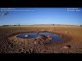 extremely rare visitor to the namib desert waterhole