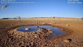 Extremely rare visitor to the Namib desert waterhole
