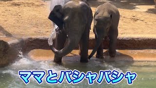 お昼寝のあとはママとプール🐘😁　4月11日 上野動物園