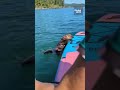 otter jumps onto paddleboard off vancouver island 🦦