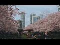 cherry blossom garden vancouver cherry blossom festival march 26 2022