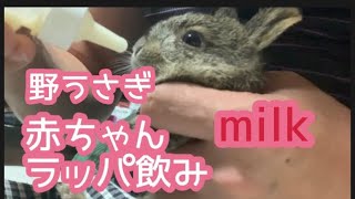 野うさぎの赤ちゃん、ラッパ飲み