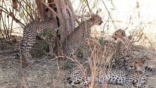 Cheetahs in Samburu