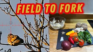 Field to fork, wood pigeon stalk using the DNT ZULUS 5x20 and FX DRS. Part 2 of 2