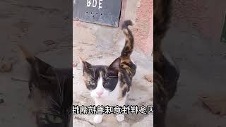 三花猫是猫界大美女？真的假的？ #006