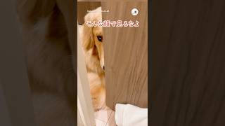 トイレに閉じ込められた｜PECO #ゴールデンレトリバー #大型犬 #愛犬家 #ゴールデンレトリバーのいる暮らし #goldenretriever #dog #goldenretrieverlove