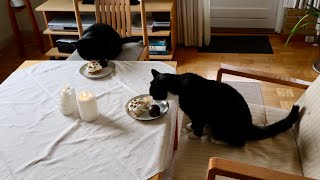 Anniversary (1 of 2): The cats eat delicious cake and go out