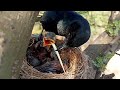 Black drongo birds beautiful babies || Beauty of Nature